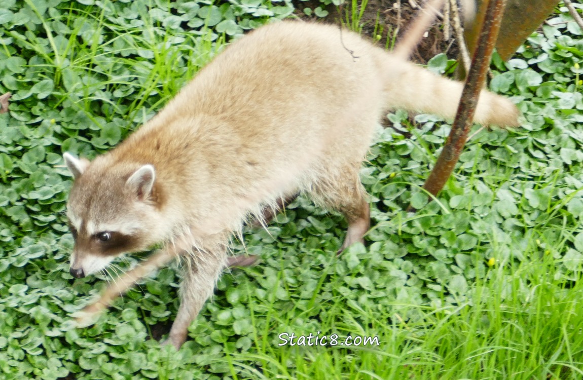 a blurry Blond Raccoon