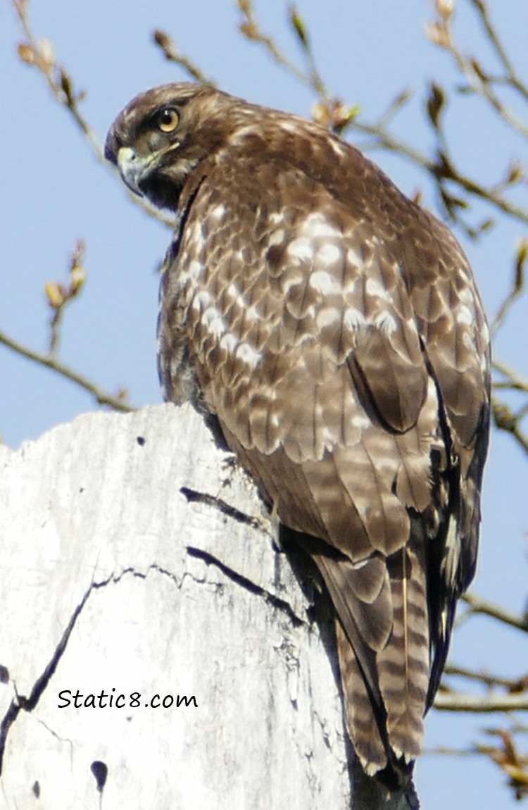 Red Tail Hawk, standing on a snag