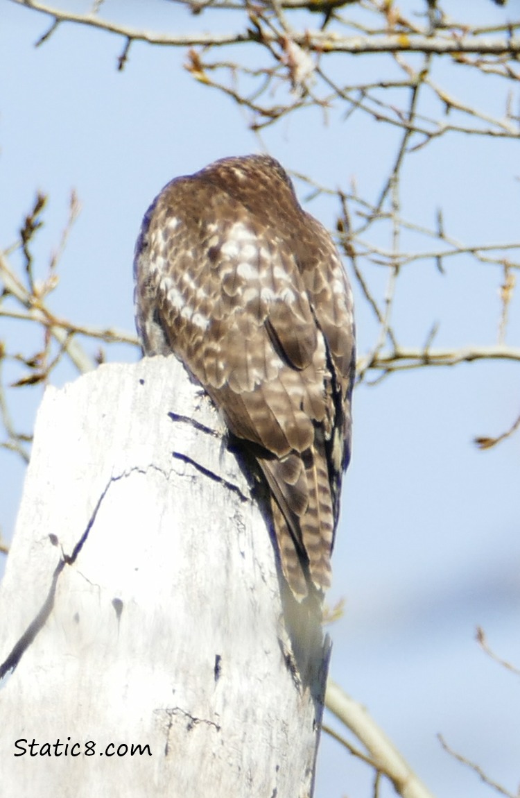 the back of a Red Tail Hawk, standing on a snag