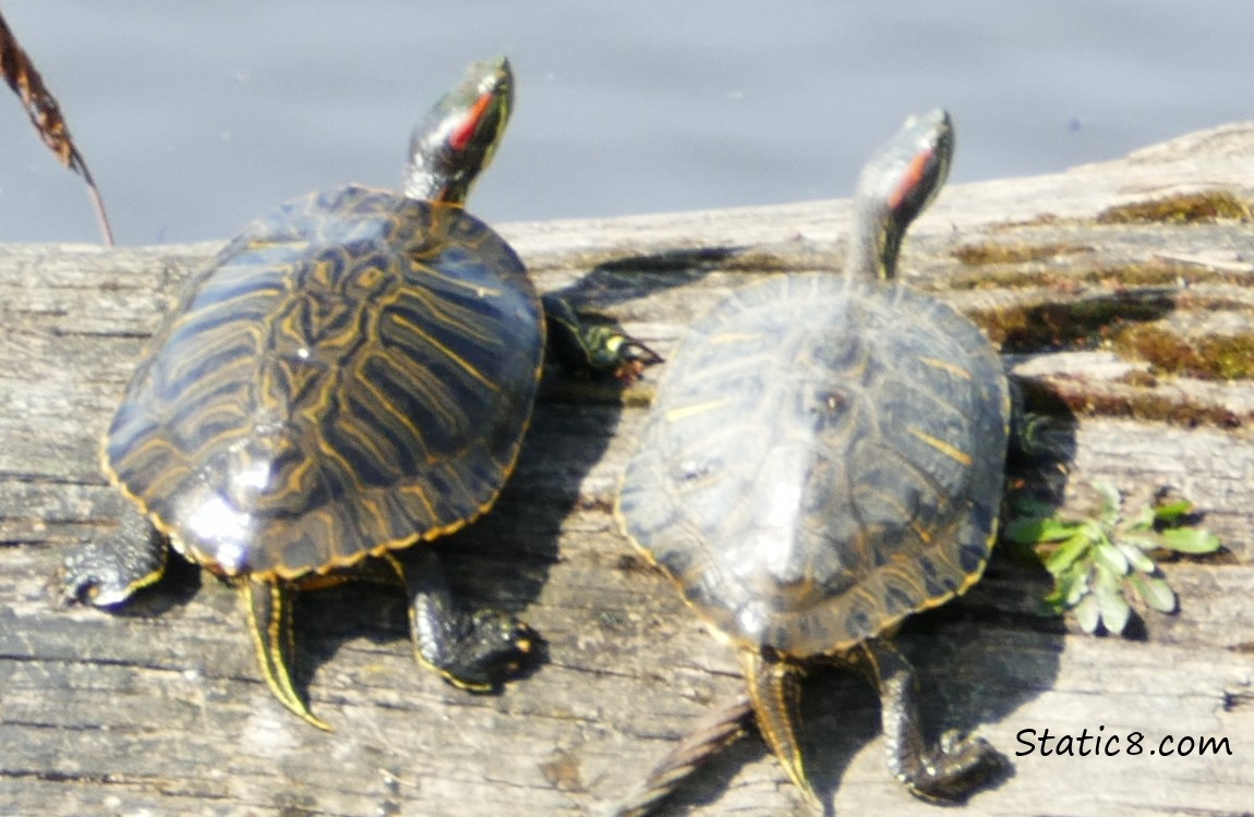 Red Eared Sliders sunning on a log
