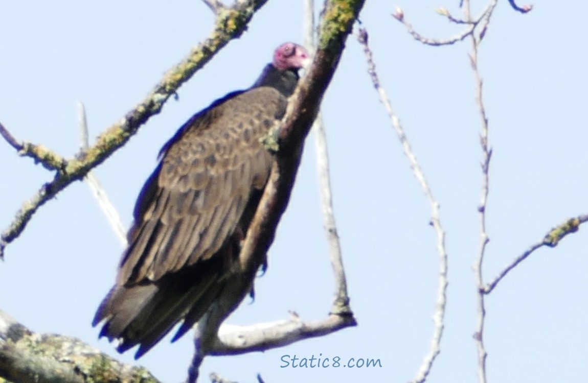 Turkey Vulture on a branch
