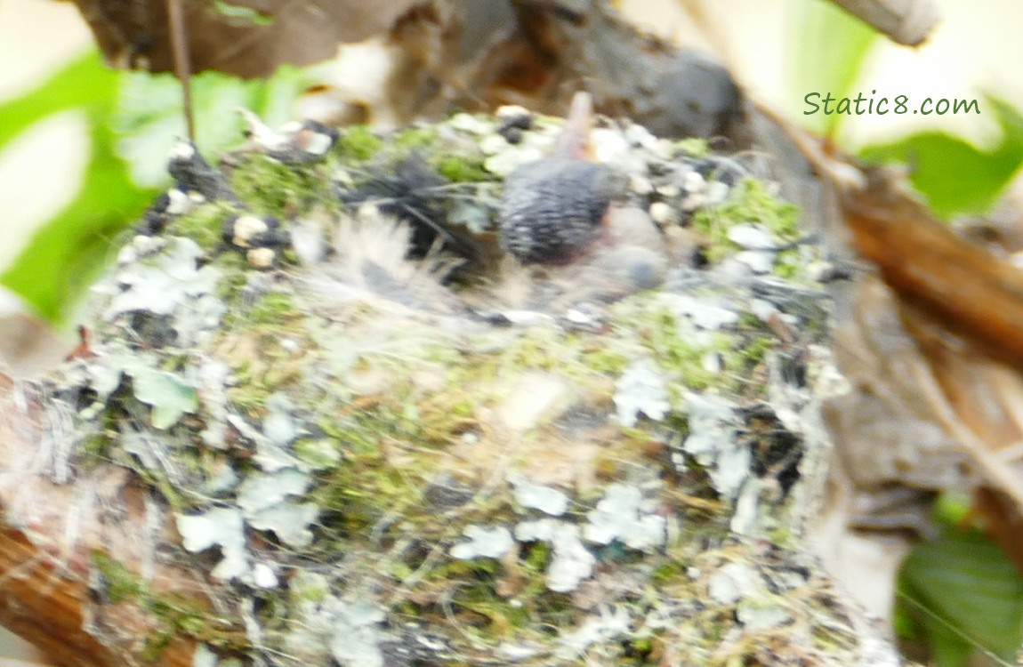 blurry baby Hummingbird in the nest