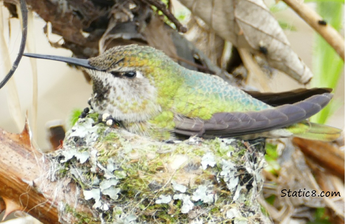 Nesting Anna Hummingbird