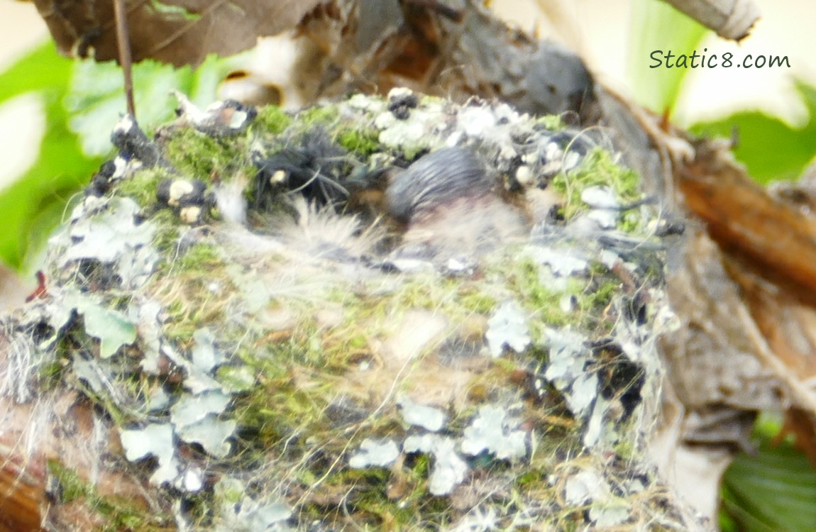 blurry movement from inside the Hummingbird nest