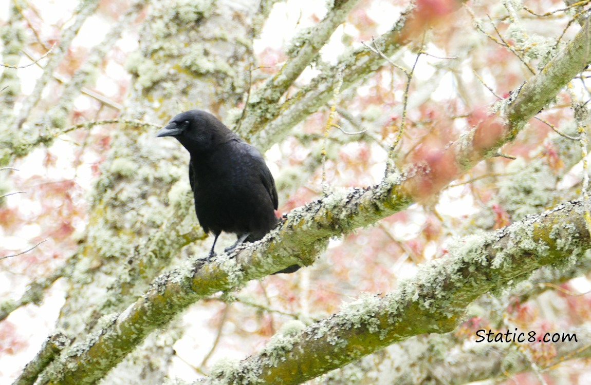American Crow standing in a Maple tree starting to leaf out in spring