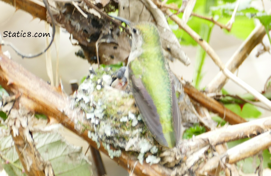 Mama Anna Hummingbird at the nest wih baby peaking her head up