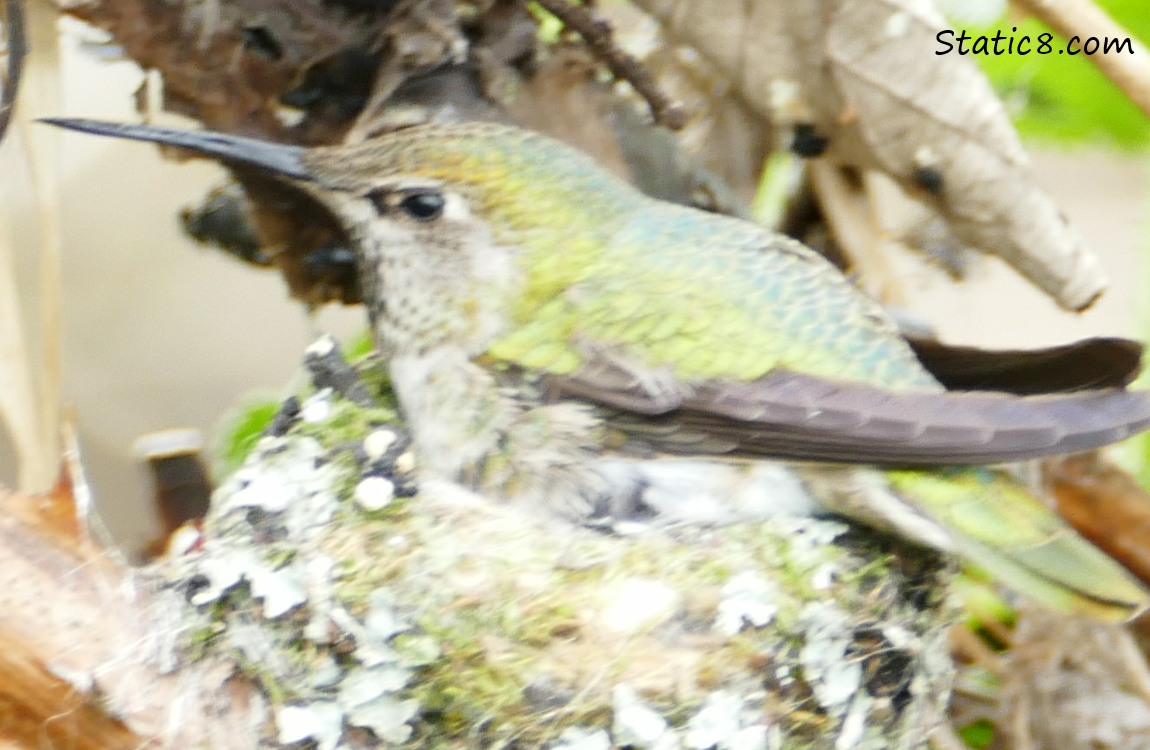 Mama Anna Hummingbird on the nest