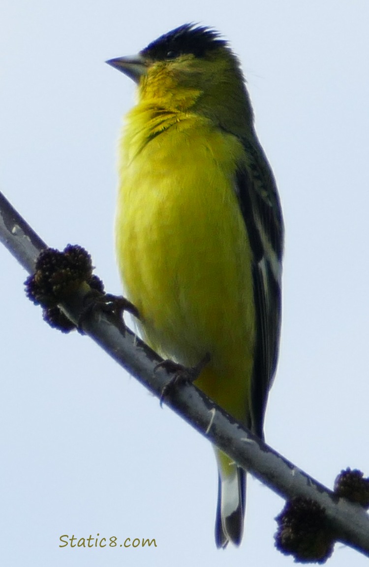 Lesser Goldfinch standing on a twig