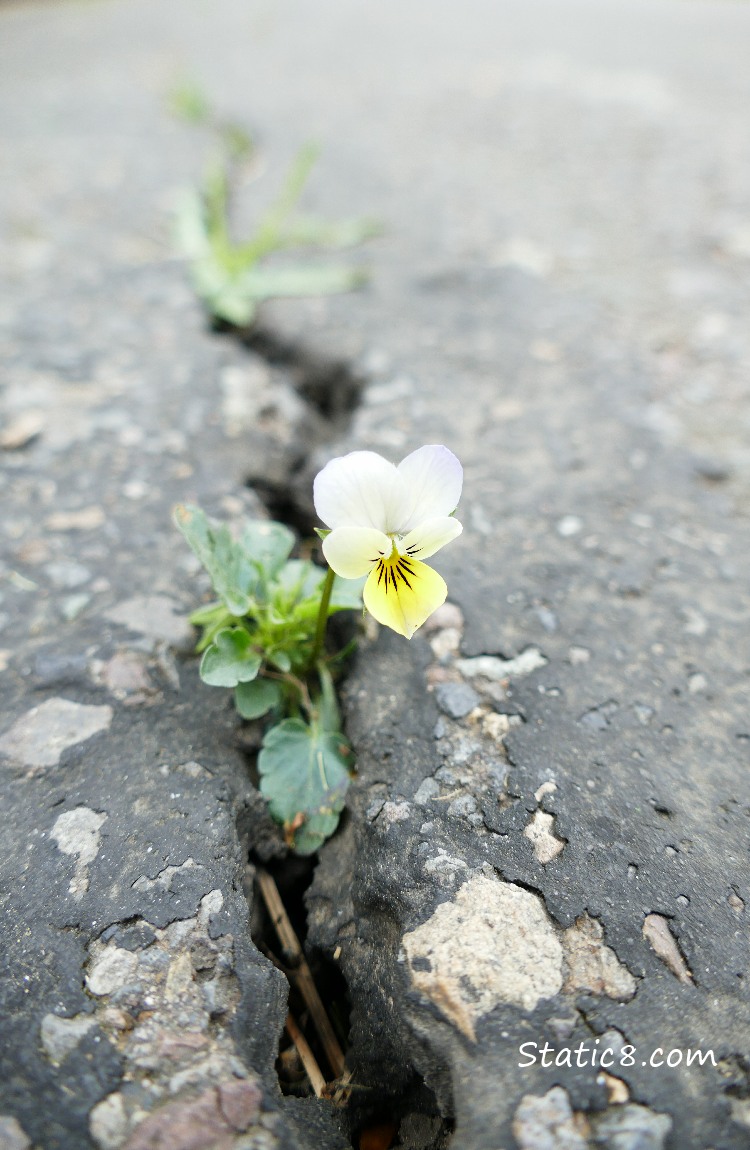 A blooming pansy growing in a crack in the road