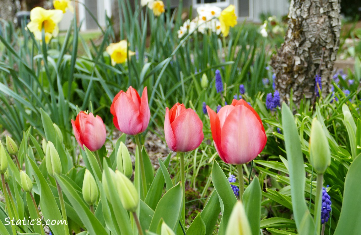 Red Tulips with Daffodils and Grape Hyacinths in the background