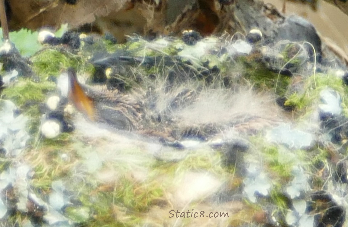 Baby Anna Hummingbird in the nest
