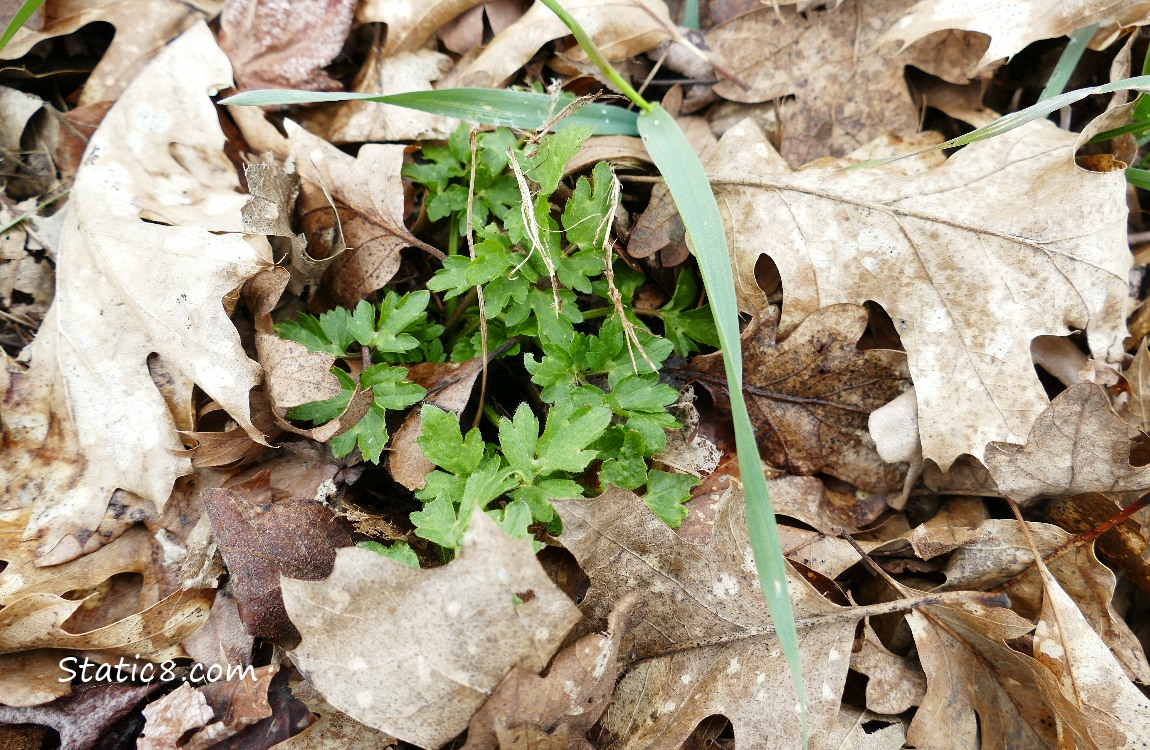 Several leaves of Creeping Buttercup