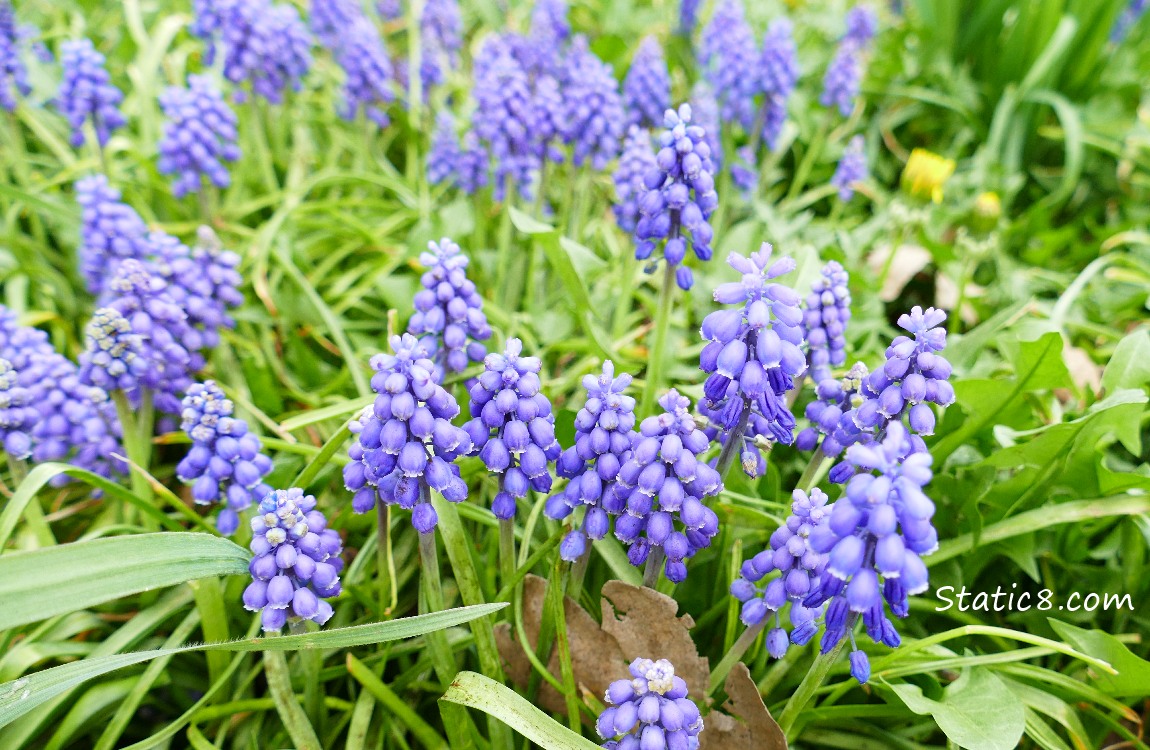 Many Grape Hyacinths blooming in the grass