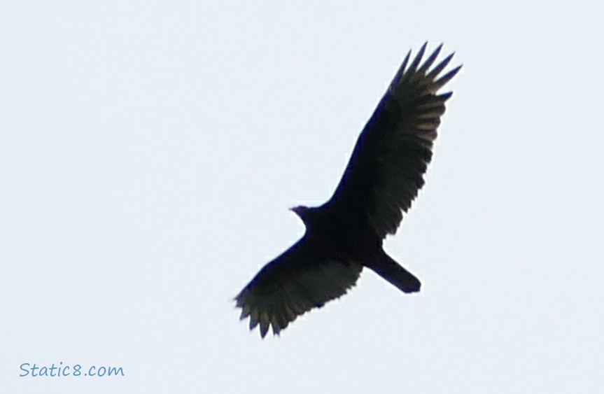 Silhouette of a Turkey Vulture, flying