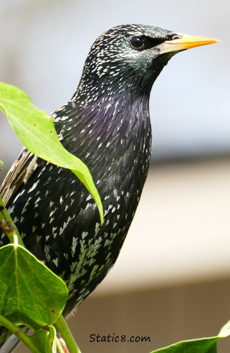 European Starling with some leaves