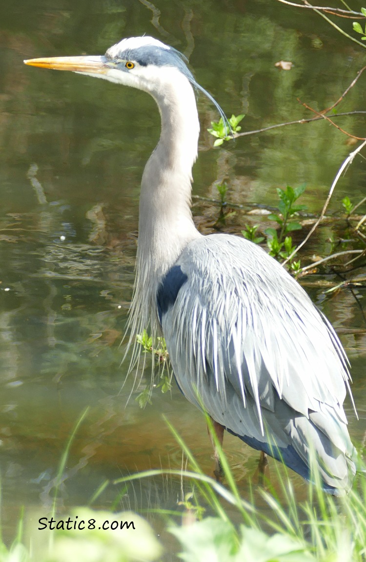 Great Blue Heron standing in water by the bank
