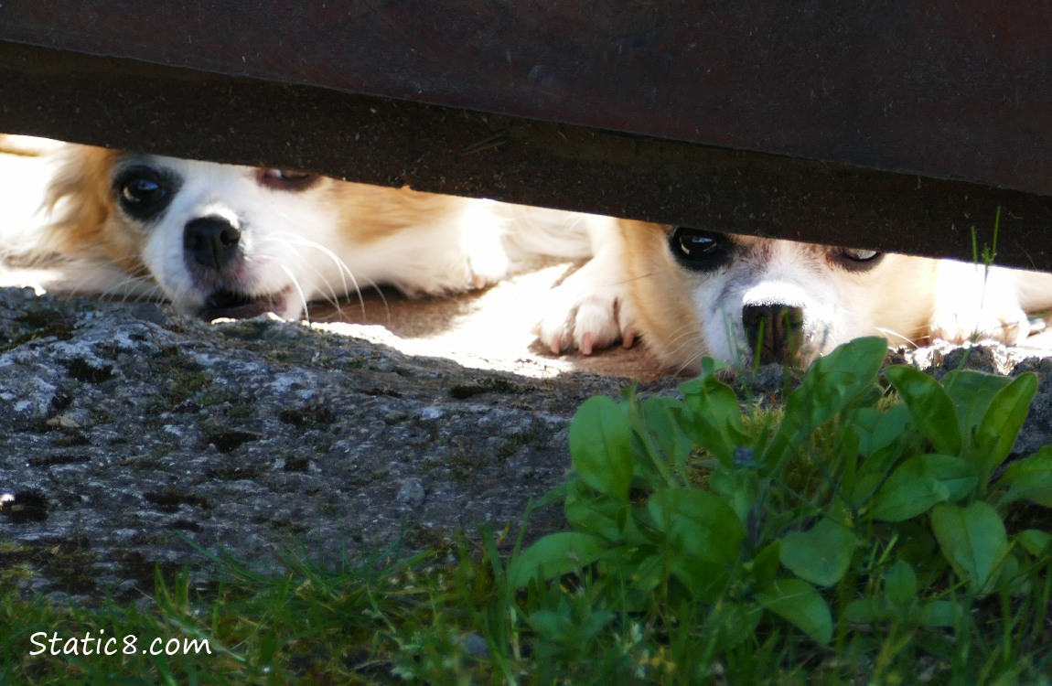 Two small dogs looking under the gate