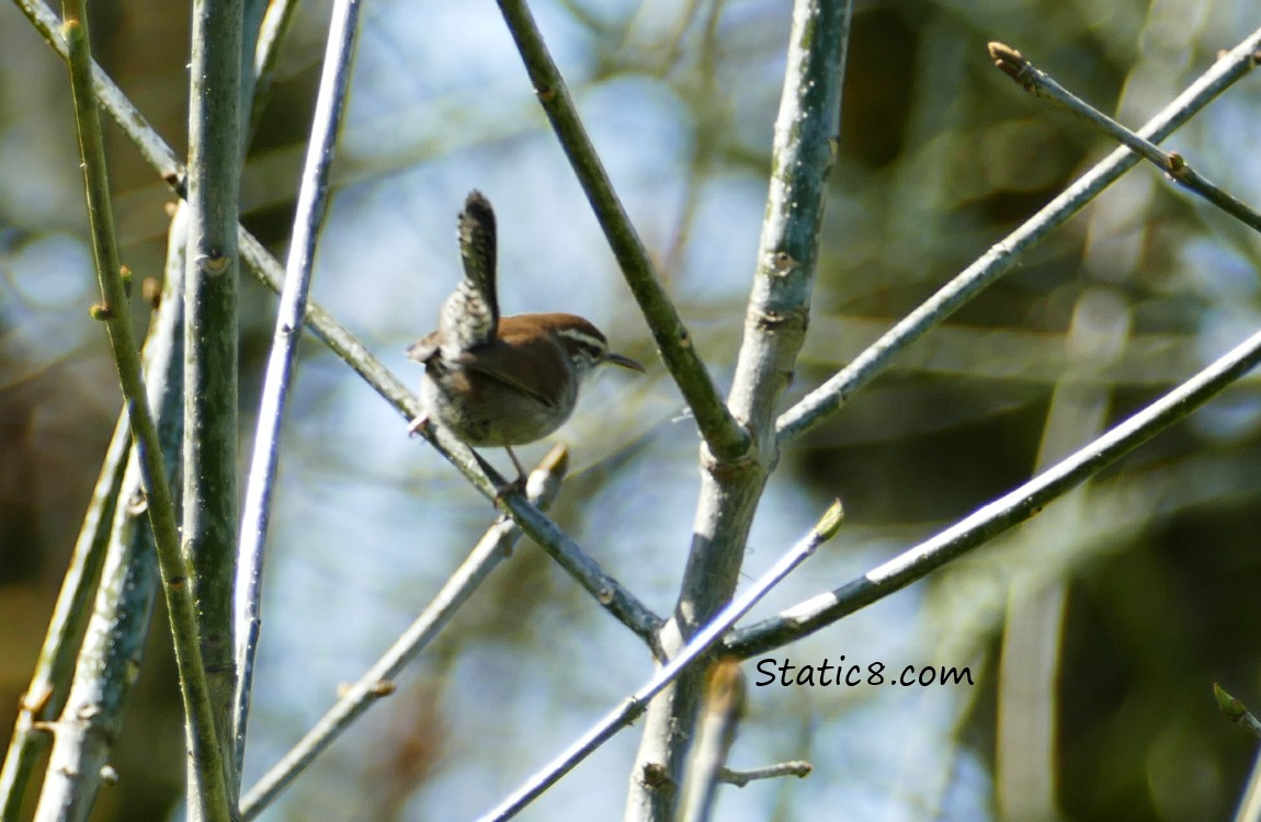 blurry Bewick Wren standing on a twig