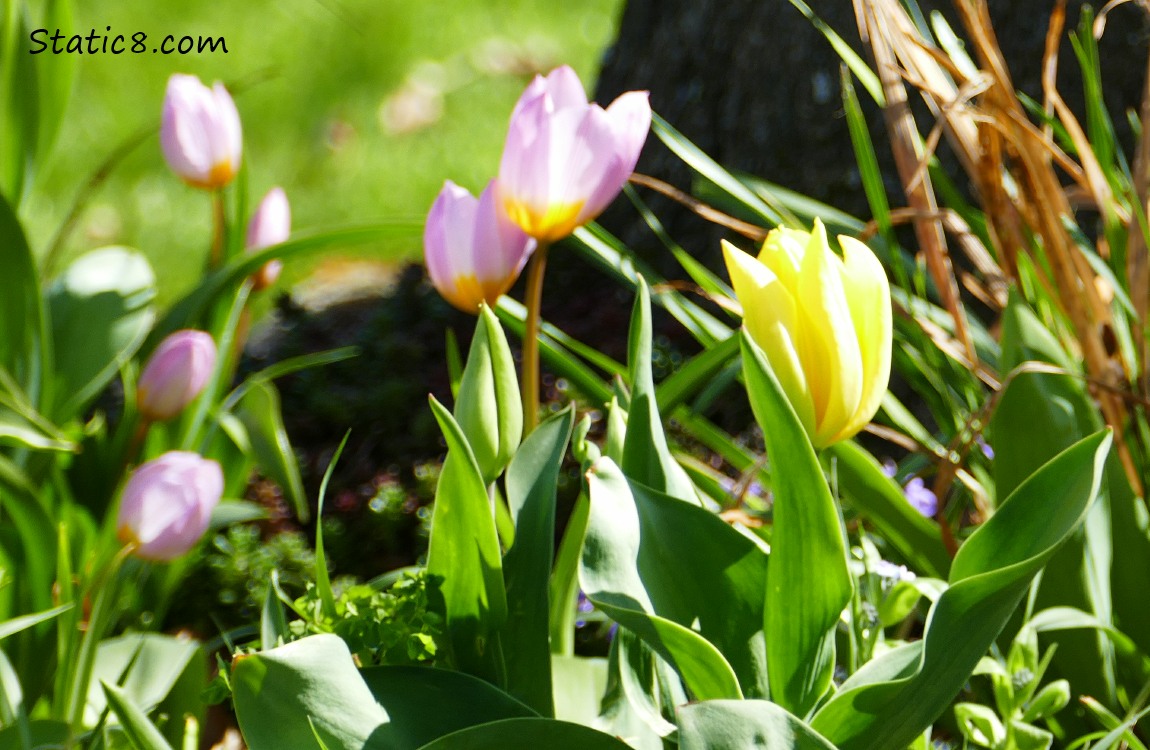 A yellow tulip and some pink tulips