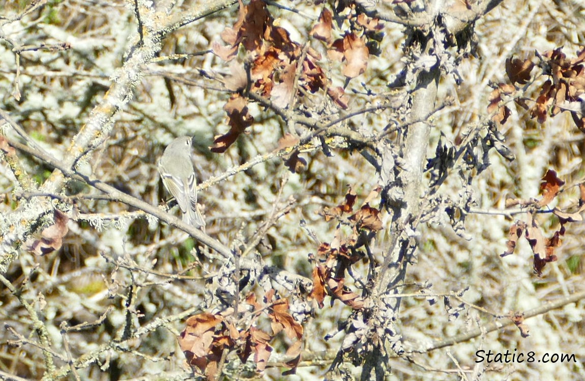 Ruby Crowned Kinglet, little bird hidden amongst lots of sticks!