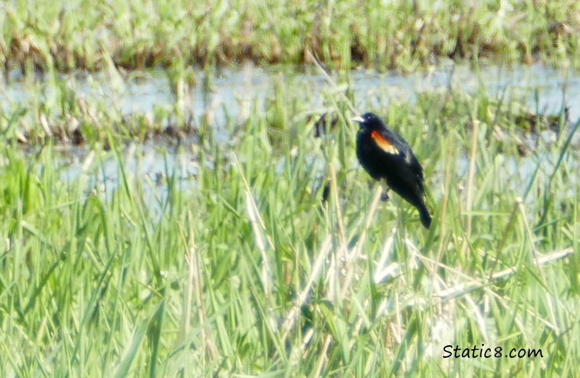 blurry Red Wing Blackbird standing on a reed