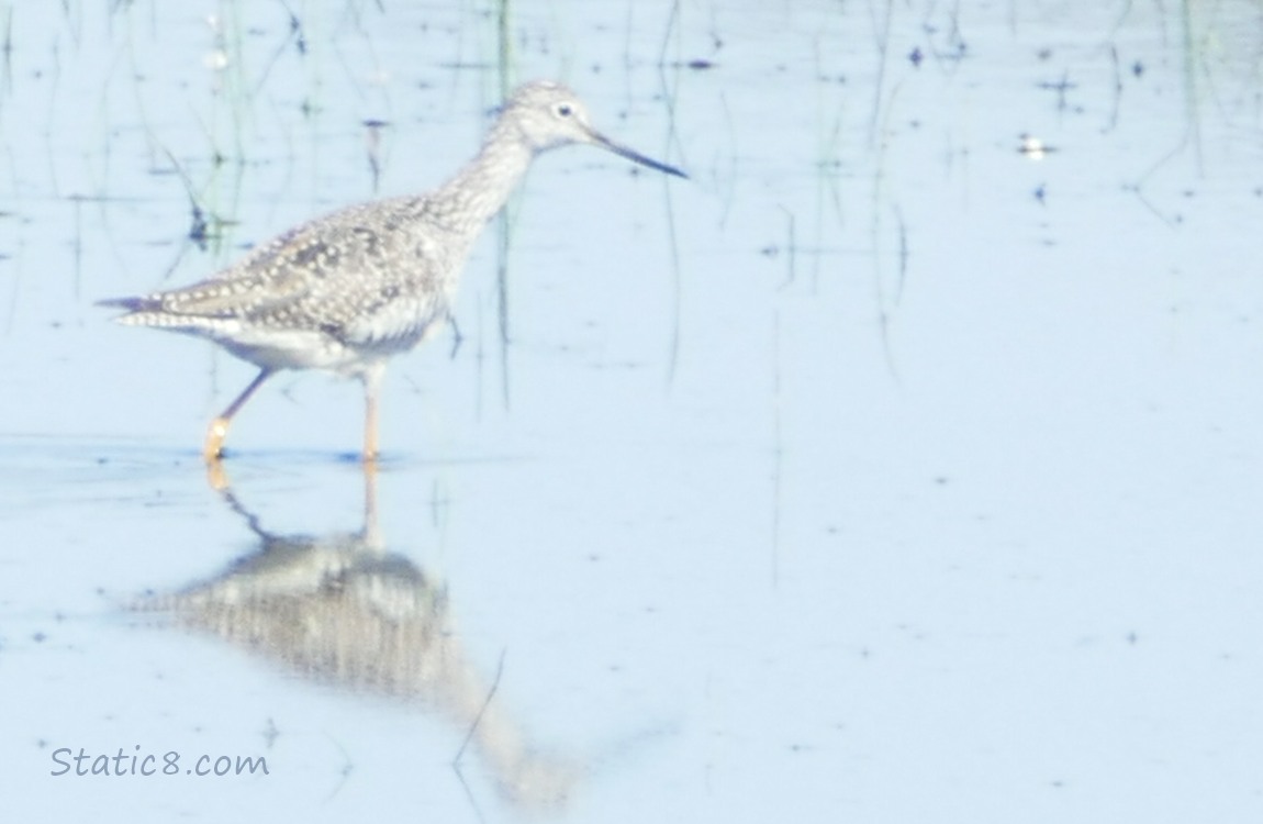 blurry Shorebird walking in water