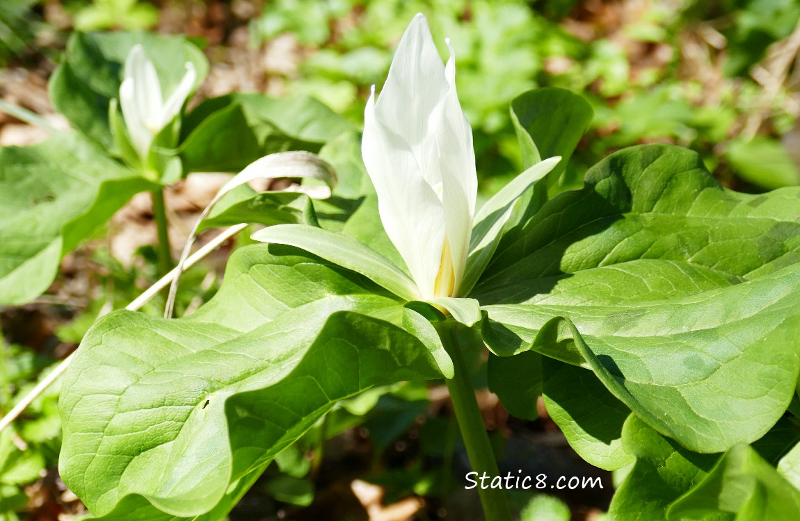 Trillium blooming