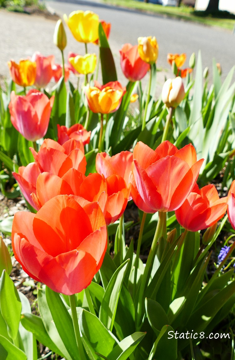 red and yellow tulips