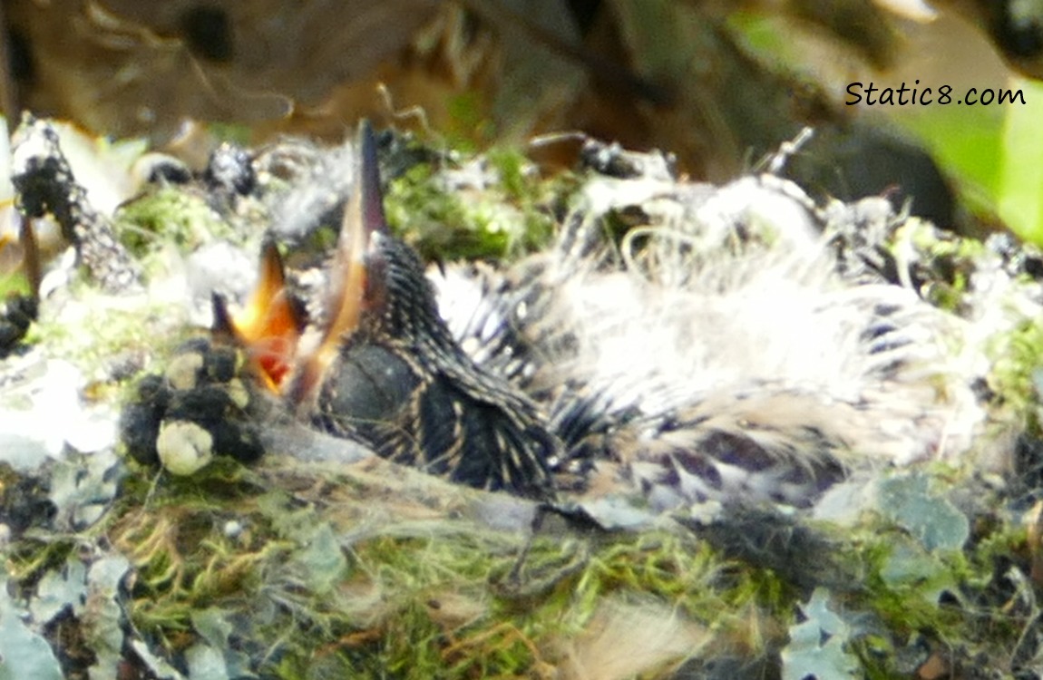 Two baby Anna Hummingbirds in the nest