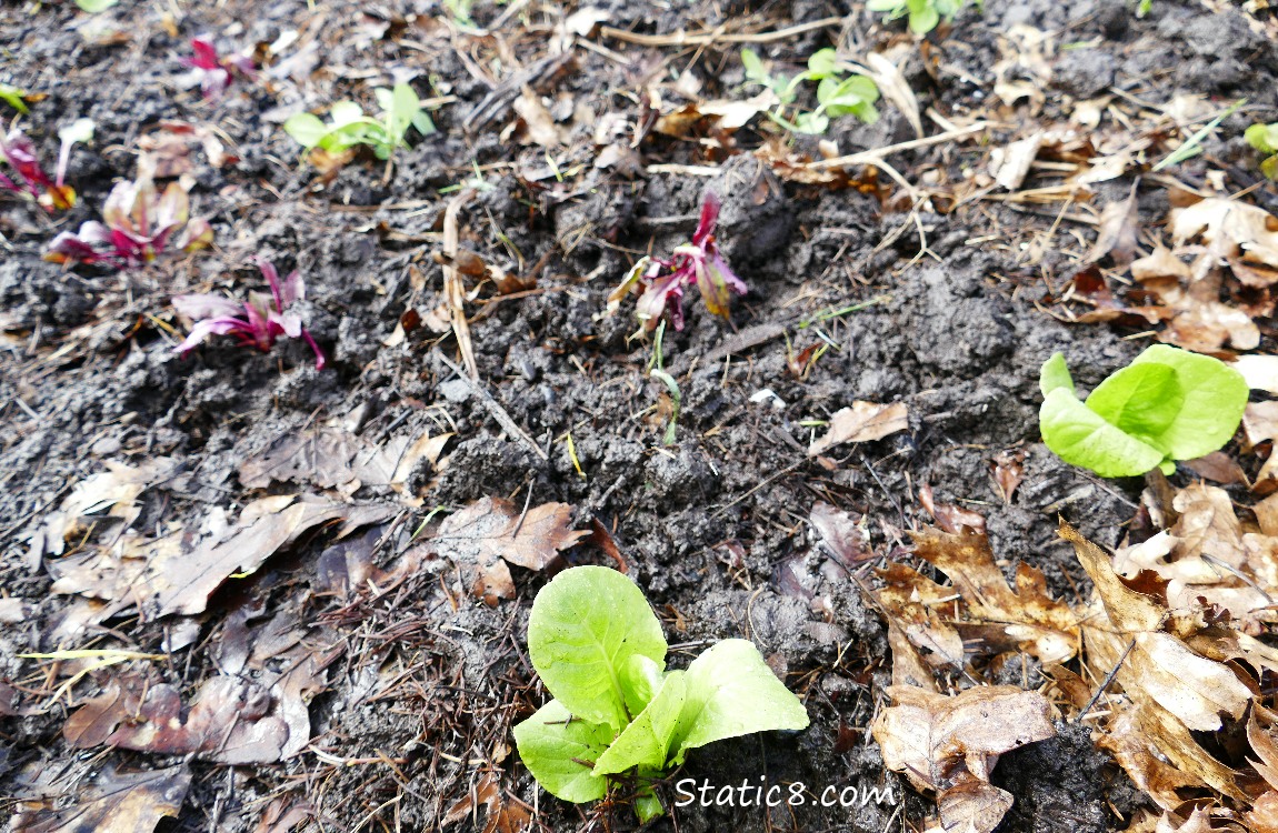Lettuce starts planted, with planted beets and peas in the background