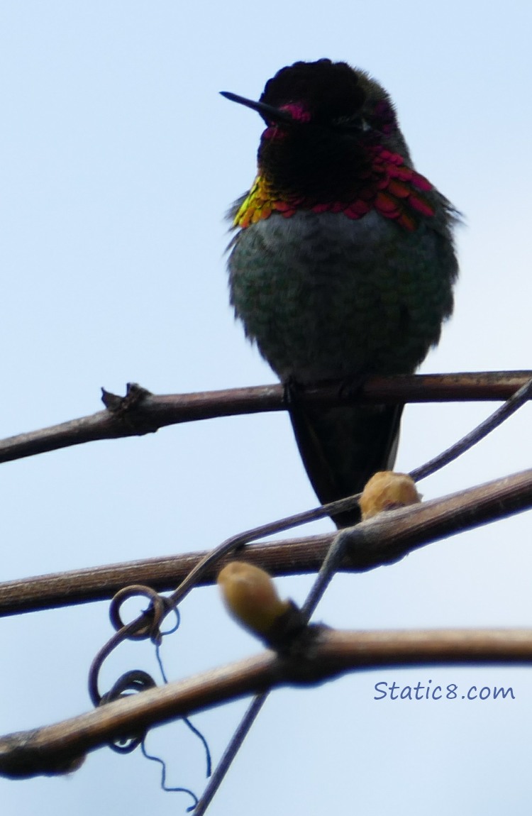 male Anna Hummingbird silhouette