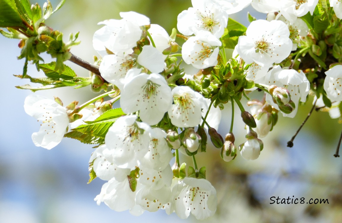 White tree blossoms