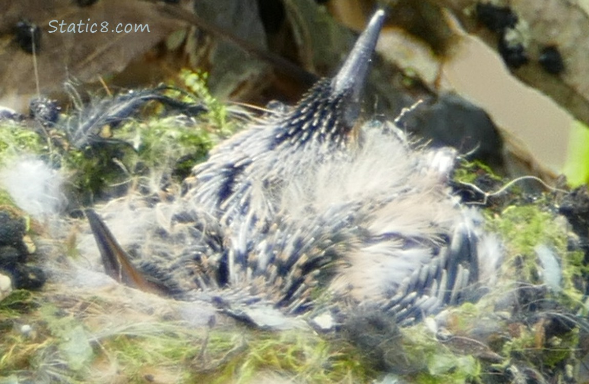 Two baby hummingbird beaks sticking up out of the nest