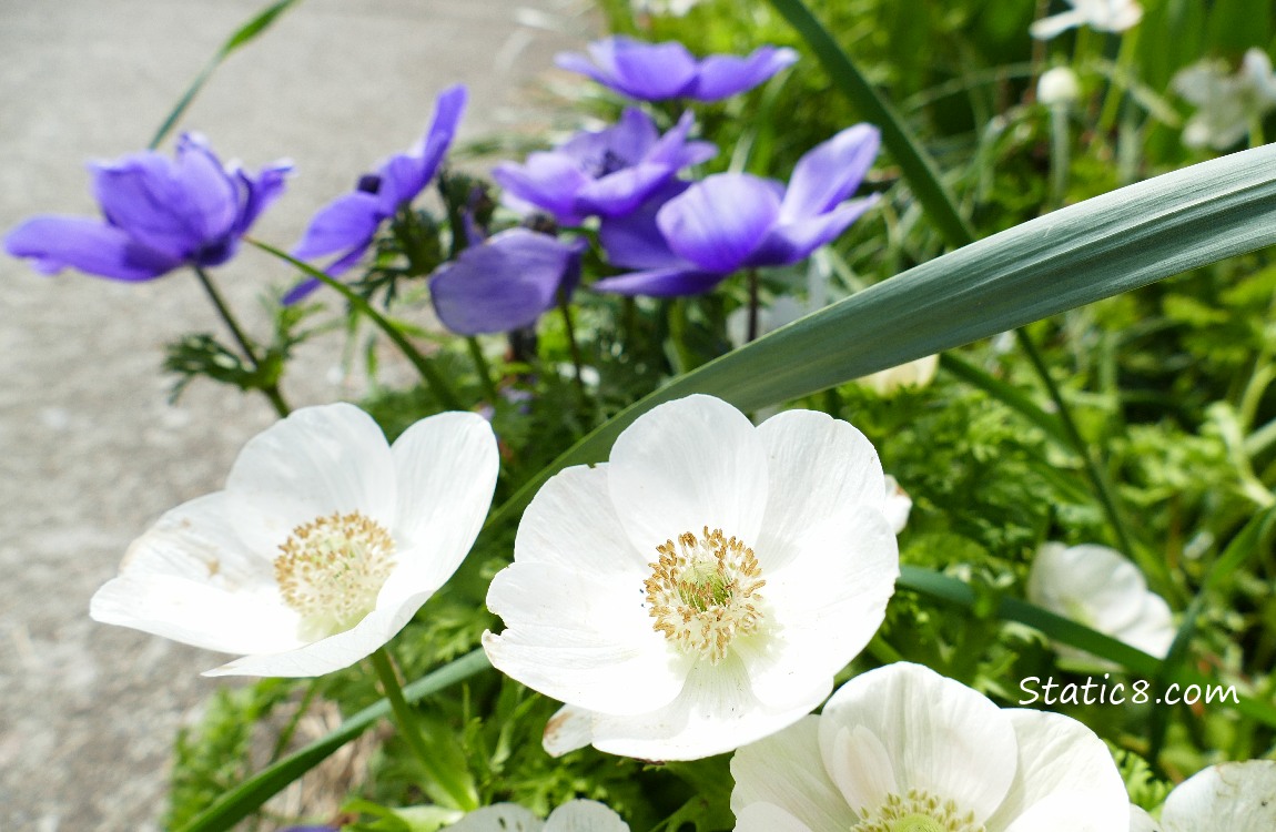 white and purple Anemones