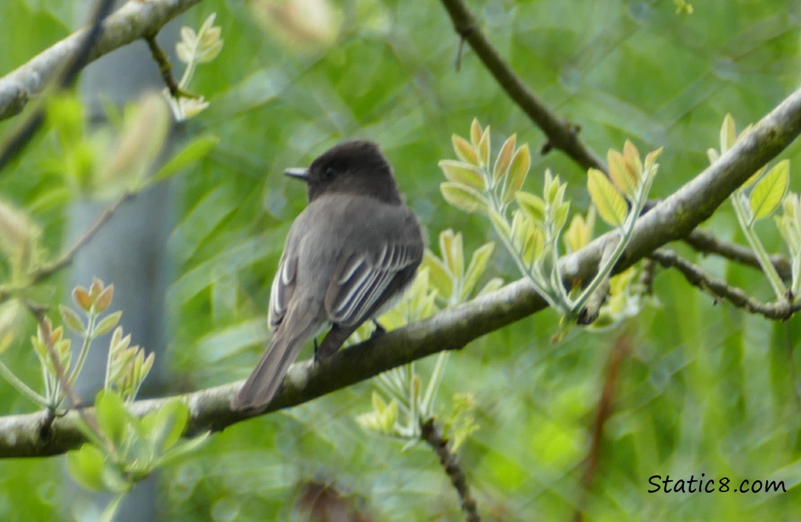 a Black Phoebe standing on a twig surrounded by new leaves