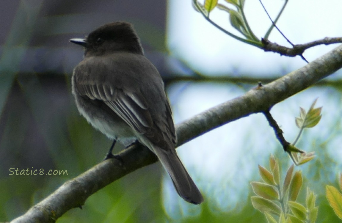 a Black Phoebe