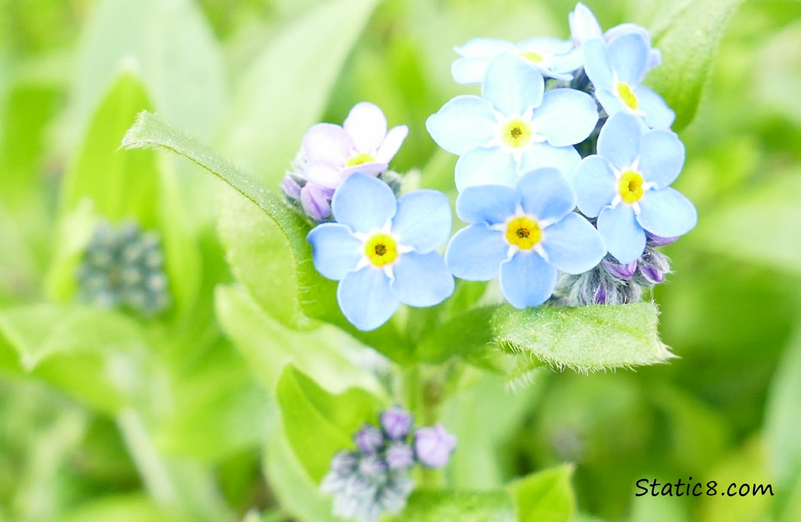 Forget Me Not blooms