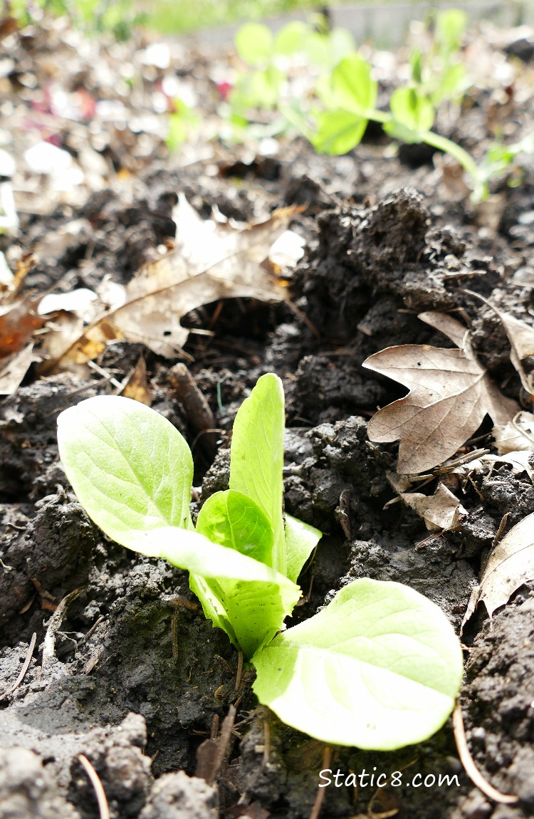 Baby Lettuce in the ground with pea plants in the background