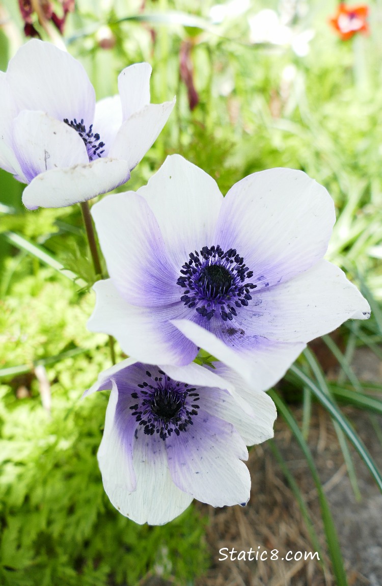 mixed white with purple Anemones