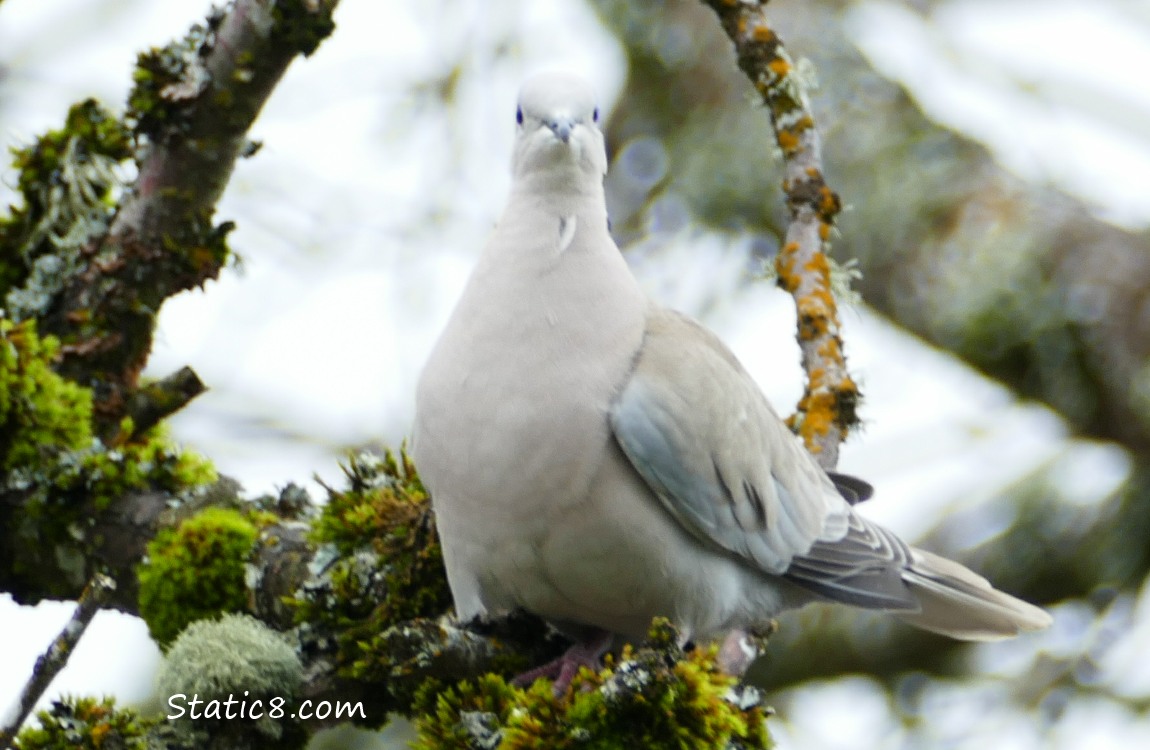 Eurasian Collared Dove standing on a mossy branch