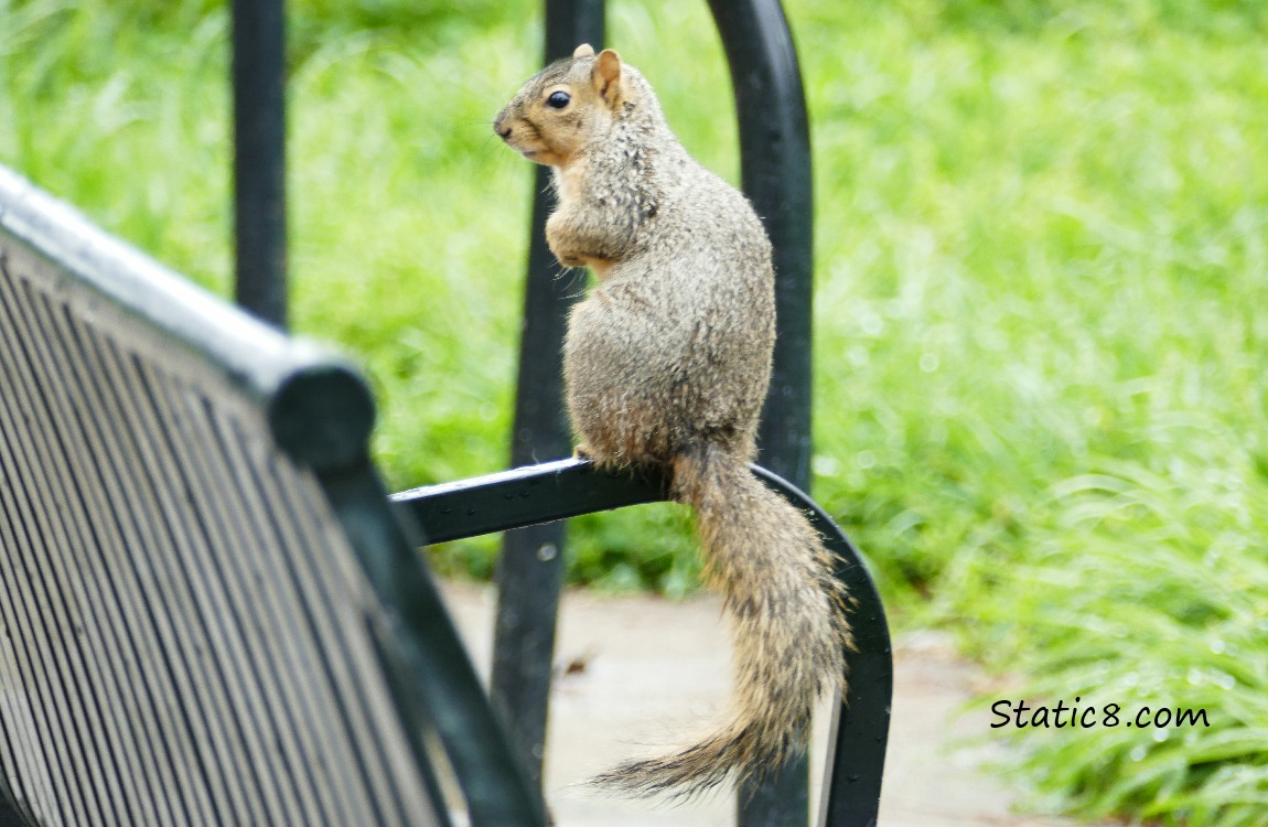Eastern Fox Squirrel standing on the arm of a path bench
