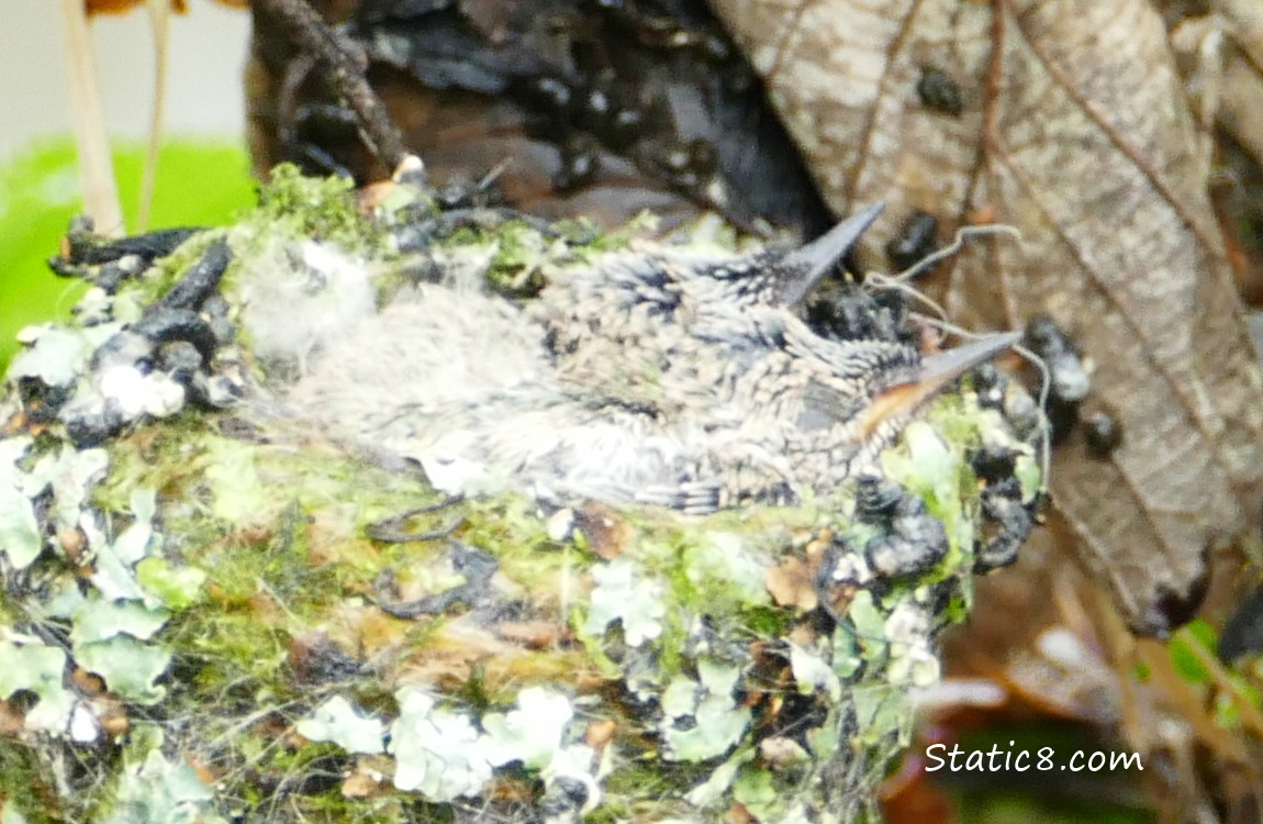 Two Anna Hummingbird babies in the nest