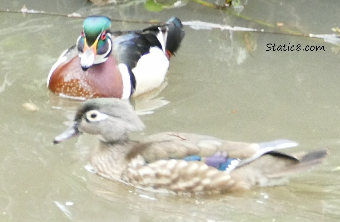 Wood Duck pair in the water