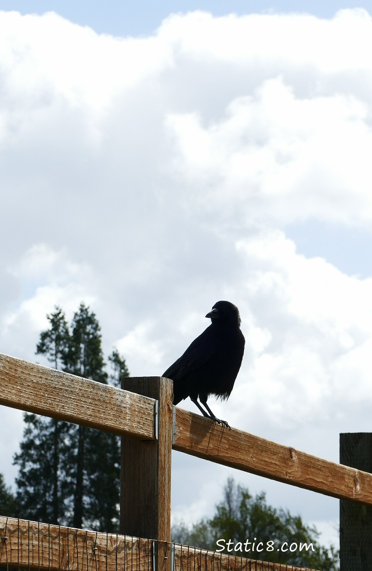 Crow standing on a fence, clouds and blue sky in the background
