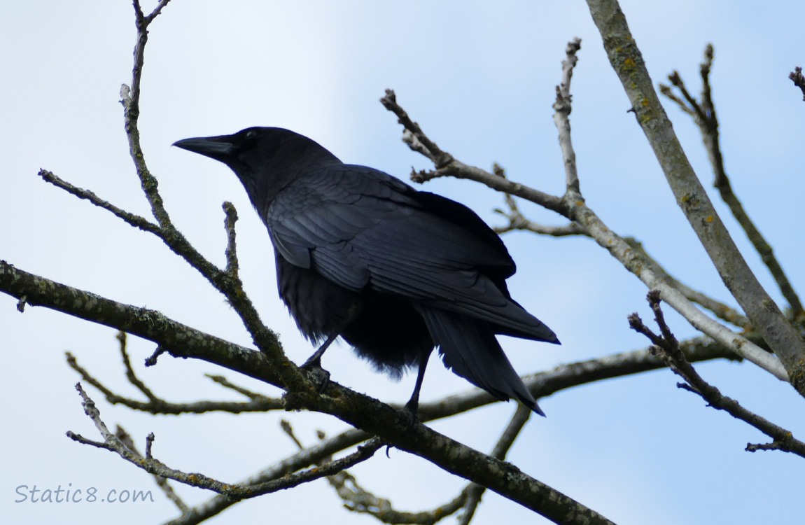 Crow standing on a twig