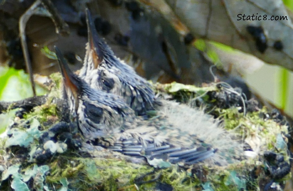 Two Anna Hummingbird babies in the nest, their eyes a little bit open