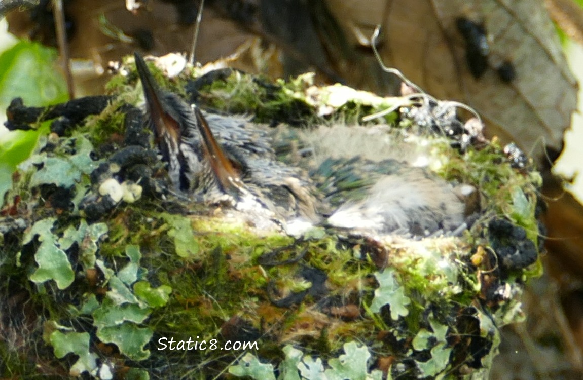 Anna Hummingbird babies in the nest