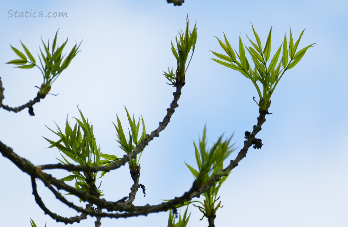 new Ash leaves against a hazy sky