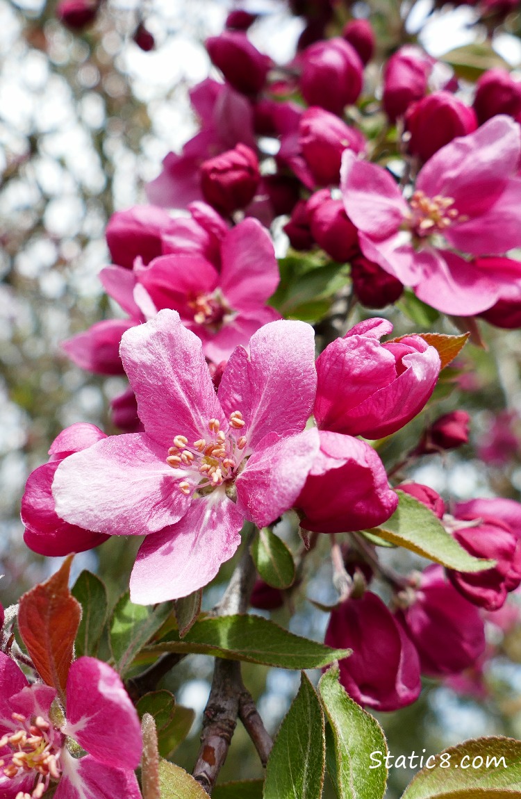 Very pink Apple Blossoms