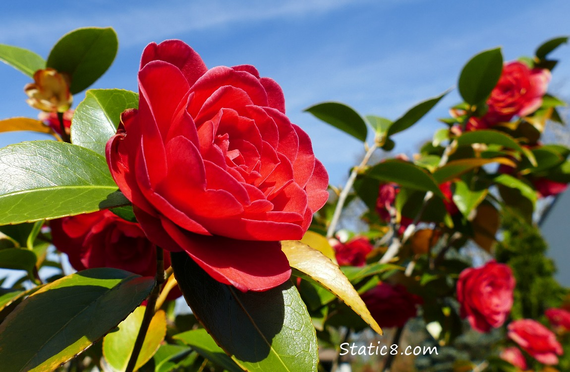 Red Camellia blooms and a blue sky